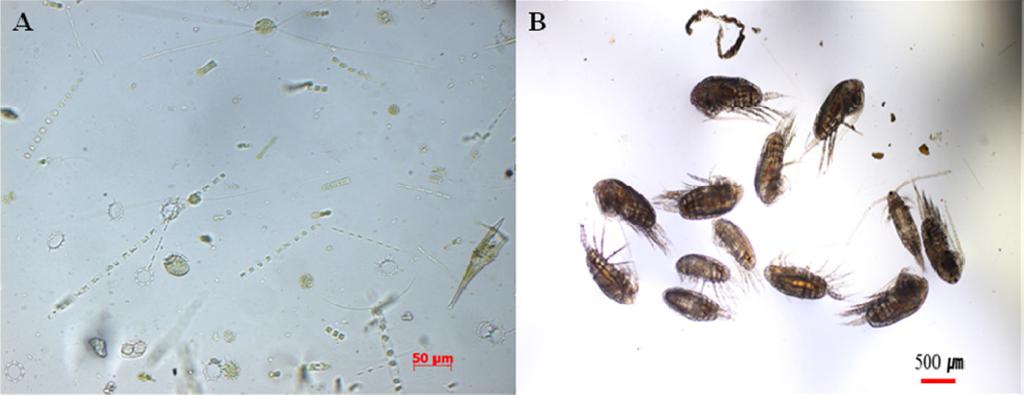 copepodites; (F) Eurytemora spp. copepodites; (G) Unidentified harpacticoids. 1, 2; Fig. 5A, B).