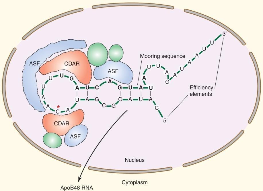 The mechanism of RNA editing C-to-U RNA editing of ApoB apob mrna 에일어나는 C-to-U RNA editing 기작.