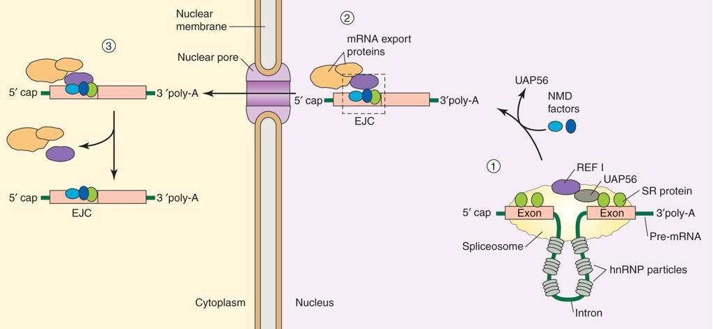 17.7 Messenger RNA export Messenger RNA splicing and export are coupled processes 완전히 processing 이끝난 mrna 를세포질로이동시키는것은매우중요한기작이다. exon junction complex (EJC) 는새로이생긴 exon-exon junction 에결합하며중요한역할을한다.