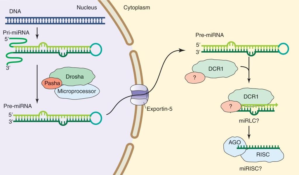 mirna formation and action endogenous imperfect hairpin RNA structure (micro RNA 혹은 mirna) 를이용하여 mrna 의해독을조절하는기작에도 sirna 의기작에쓰이는동일한효소들이작용을한다. C.
