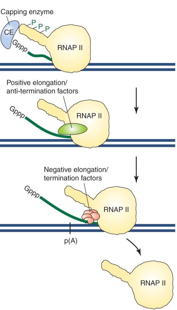 (a) The antitermination model for termination (b) The torpedo model for termination poly(a) cleavage signal 은 RNAP II 가전사종결을하게끔유도한다.