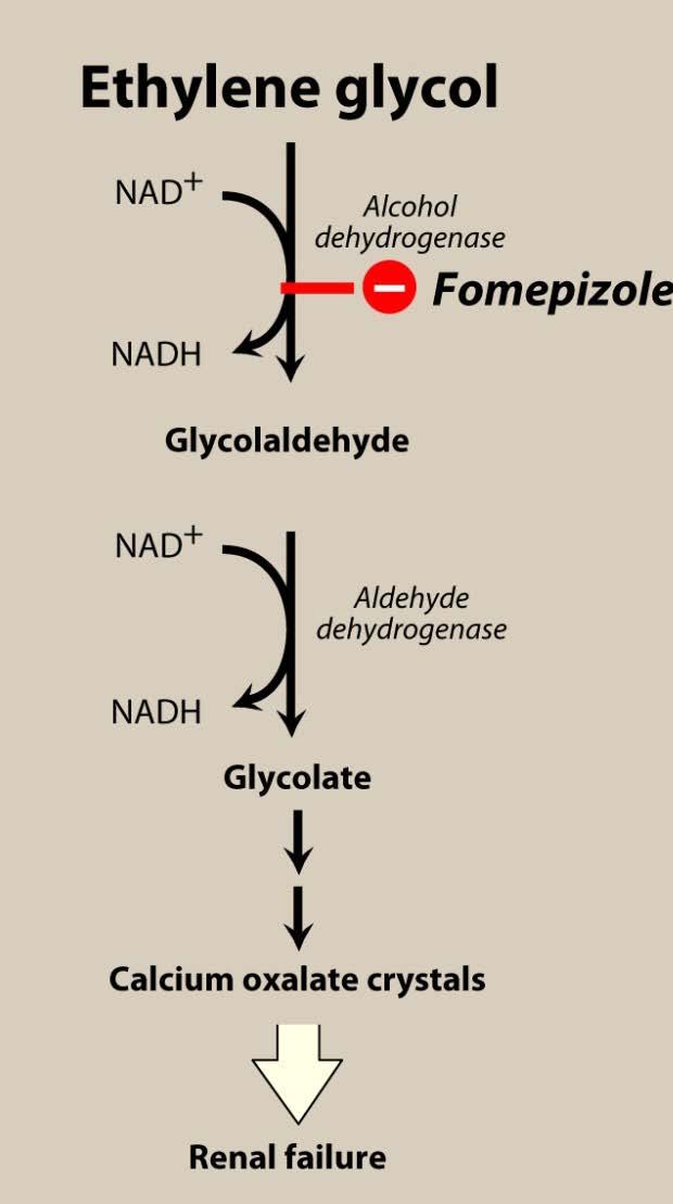 Fomepizole Ethanol Ethanol 이