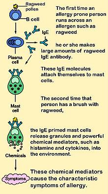 Penicillin Penicillin binds to IgE but does not