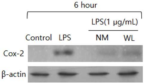 The total protein lysate of each cells were prepared after 6 hours and inos was detected by Western blot analysis. The expression levels of inos was compared with β-actin.