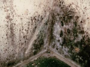 Stachybotrys Soil fungus in nature Commnly called black mold Commonly found