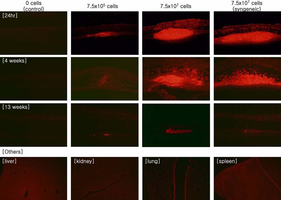 Safety of human fibroblasts in mice 195 Figure 4. Photomicrographs of the skin and other organs of mice Intradermally treated with labeled human fibroblasts in the distribution study.