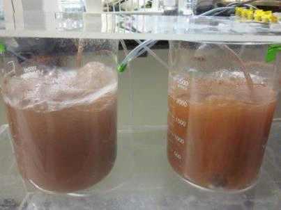 어류는 26±1 C 조건에서배양하며하루에두번당일부화한 Artemia nauplii를먹이로공급하였다.