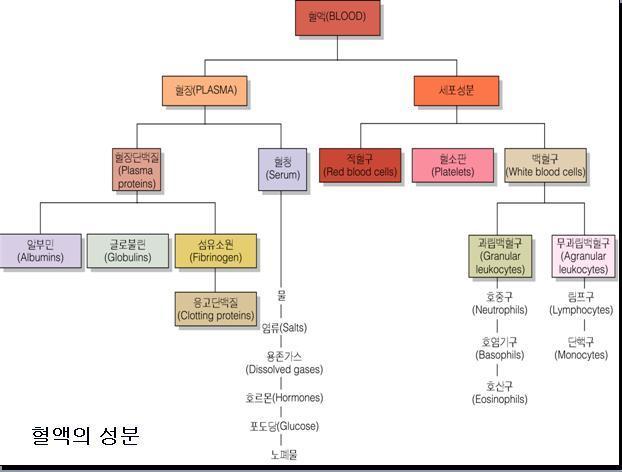 혈액의주요고체성분과그기능