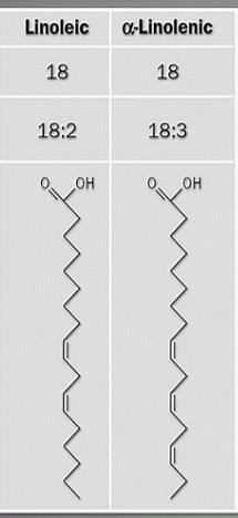 ω-6 계지방산,