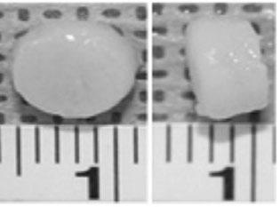 ECM distributed evenly over the scaffold at 2 weeks of culture in vitro.