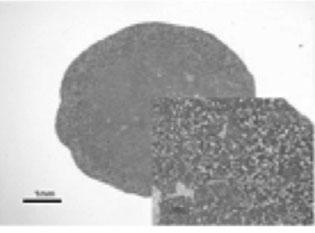 degraded naturally at 4 weeks of culture. Figure 7.