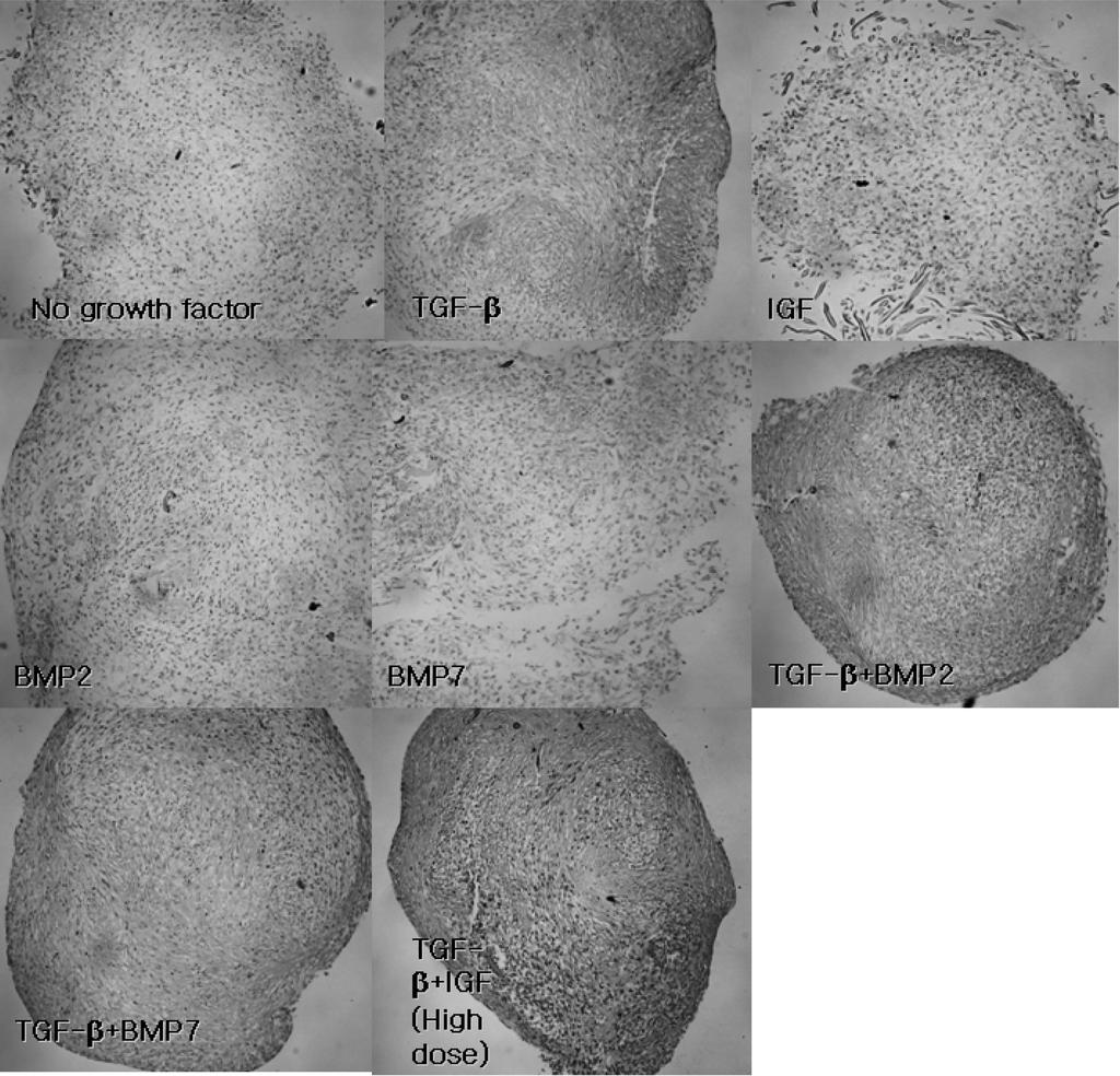 지방에서 유래한 간엽줄기세포에 대한 소고 93 Induction of chondrogenesis from adipose tissue -derived mesenchymal stem cell in a pellet culture ( 100 Safranin-O staining).