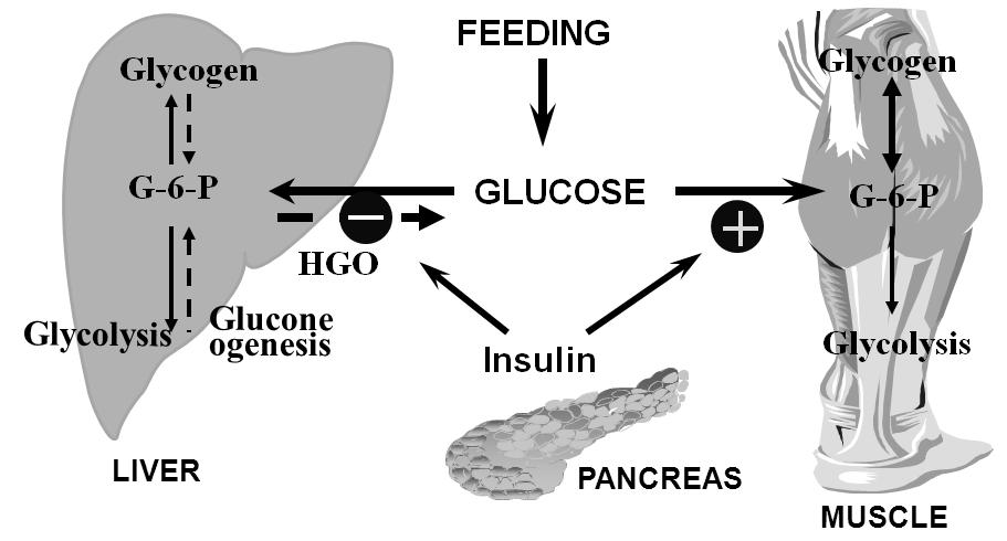 대한내분비학회지 : 제 24 권제 2 호 2009 Fig. 2. Insulin actions on glucose metabolism.