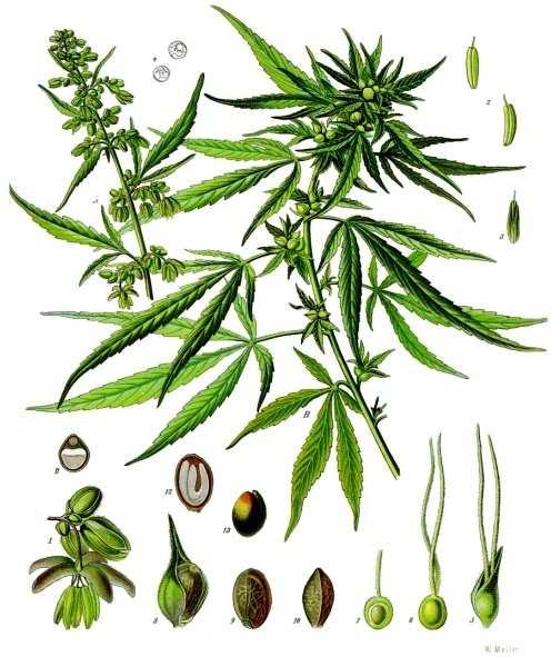 The Quant 미국의료용마리화나산업 마리화나의원료가되는식물은삼 ( 대마, Cannabis Sativa L) 이라고불리는한해살이풀이다. 앞서언급한 THC는삼전체에골고루분포하지않는다. 암나무의꽃부분에있는털모양의사상체 (Trichom) 에함유량이가장높고, 잎과씨앗껍질에도함유되어있다. THC의함량이적은대마씨앗, 뿌리, 줄기부분은마약류에서제외된다.