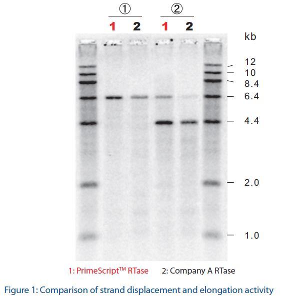 Displacement (= 가닥치홖 ) - 주형 RNA