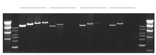 The cycling conditions for ProFi Taq DNA polymerase were 95 for 5 min, 30 cycles of 95 for 20 sec, 55 for 20 sec and 72 for 30 sec.