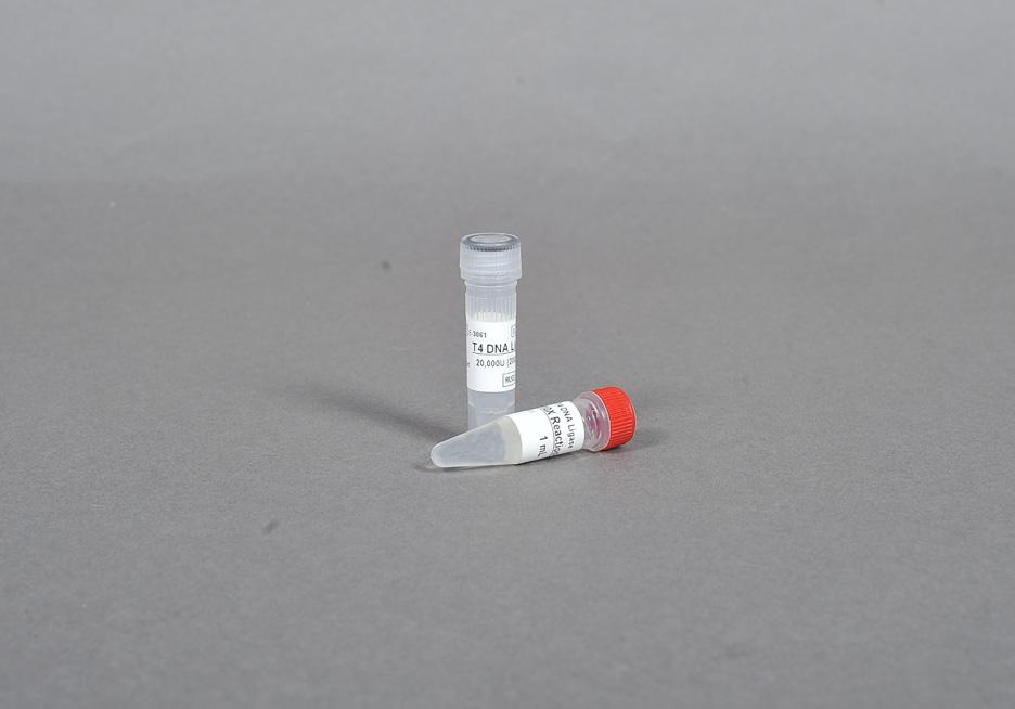 T4 DNA Ligase For Ligation of DNA, TA Cloning, and Other Recombinant DNA Applications Reagents Supplied 10 x Reaction Buffer: 500 mm Tris-HCI (ph 7.
