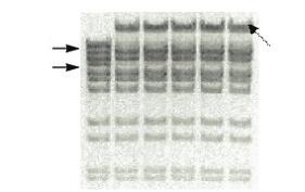 Thermostable Thermus filiformis (Tfi) DNA Ligase Experimental Data 1 2 3 4 5 6 Heat Stability test at 95 C and 65 C 1 2 3 4 5 6 7 8 9 10 1. Fragment 4. Fragment Ligation Product (1+4) Figure 1.