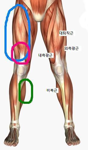 안좋은스윙궤도를형성하게됩니다. 무릎을고정했을때, 오른쪽다리의느낌을비유한다면, 한쪽끝이단단히고 정된고무줄을당길때의팽팽함을연상하시면됩니다.