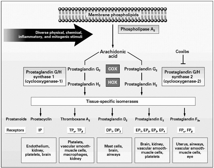 강혜진 : Chemoprevention of Colorectal Cancer Table 2. Epidemiological studies evaluating aspirin in colorectal cancer Trial Study Level of No.