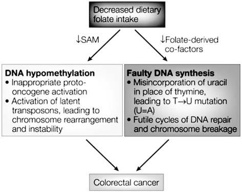 제 1 차 Consensus Conference: Colorectal Cancer Fig. 10. Decreased dietary folate intake and colon carcinogenesis (Adapted from Nat Rev Cancer 2003). SAM, S-adnosyl methionine.