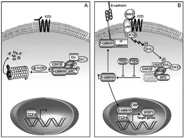 제 1 차 Consensus Conference: Colorectal Cancer The role of the Wnt signaling pathway in colorectal tumorigenesis Wnt signaling pathway는 embryogenesis, 세포증식, apoptosis, 세포분화에작용하며