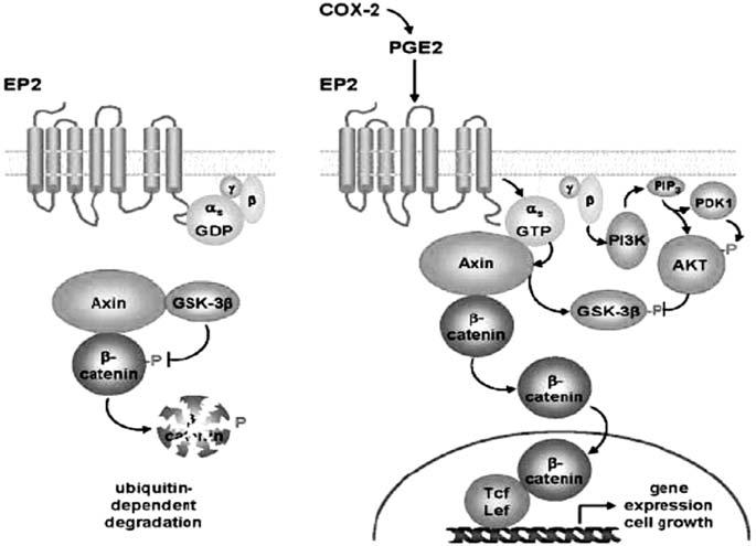 오도연 : Molecular Carcinogenesis in Colorectal Cancer Fig. 4. Schematic representation of β-catenin pathway activation in response to PGE2.