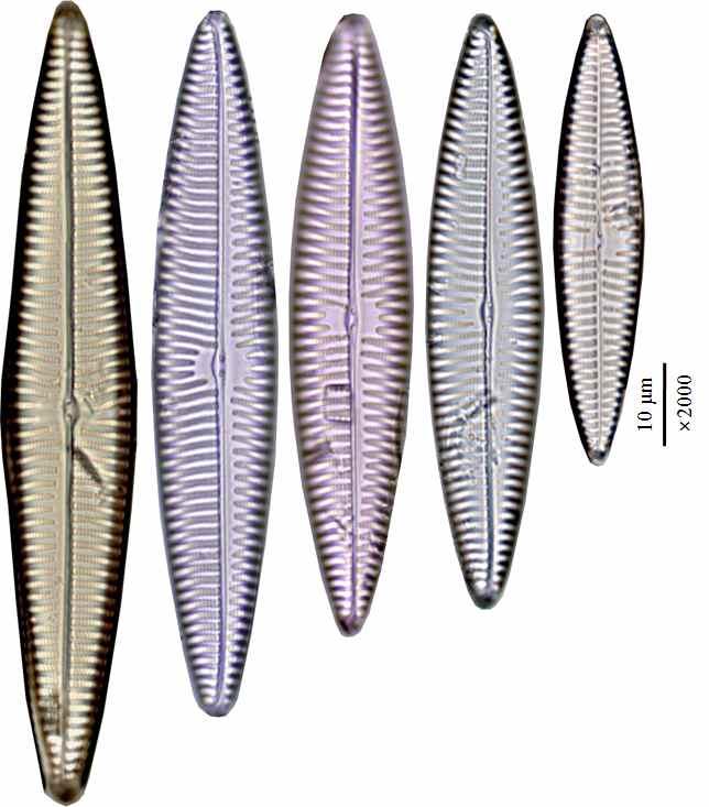 미기록 / 신분류군발굴 미기록분류군 신분류군 일련 번호 미세조류 2017 ( 조경제 )-006 학명 Navicula longa var. irregularis Hustedt 1955 국명 - 분 류 Class Bacillariophyceae Order Naviculales Family Naviculaceae Subfam. 채집일시 2017. 05.