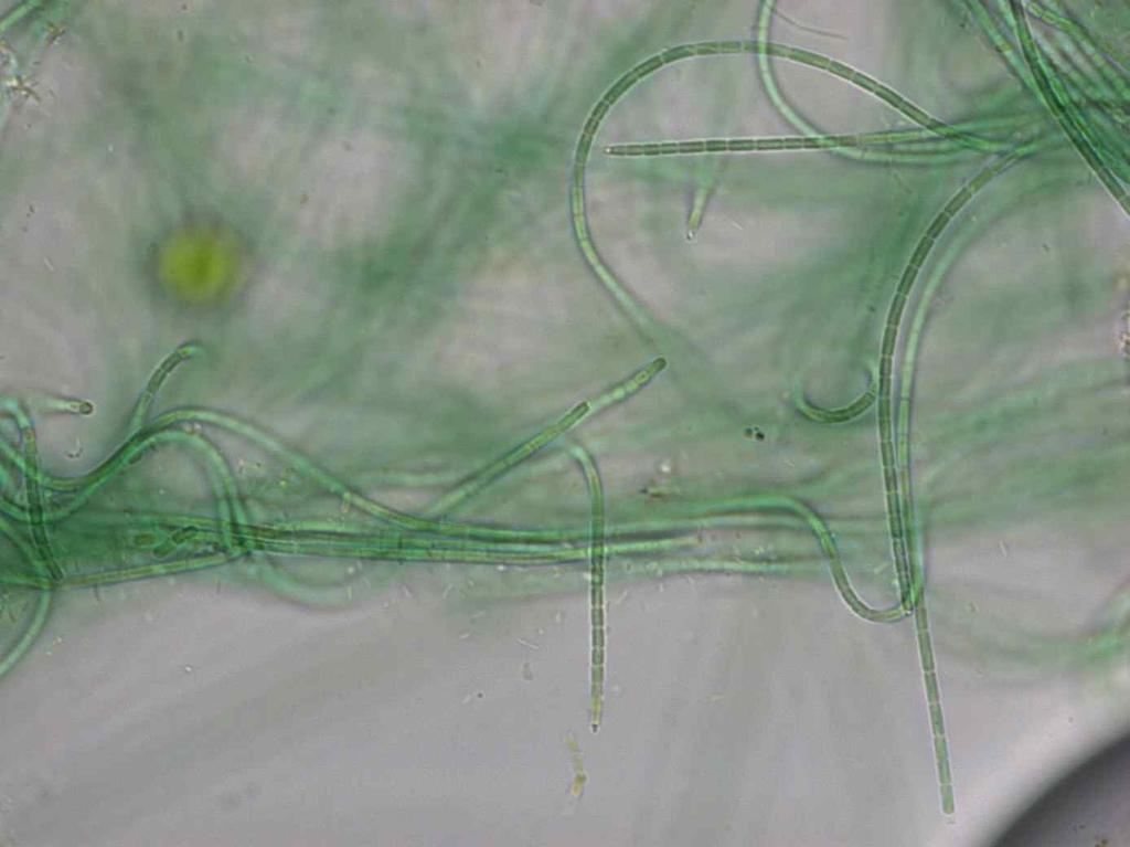 emerald-green. Trichomes bright blue-green or emerald-green to grey-blue or greyish, straight or variously curved, sometimes slightly screw-like or spirally-coiled, (0.4) 0.6-1 (1.