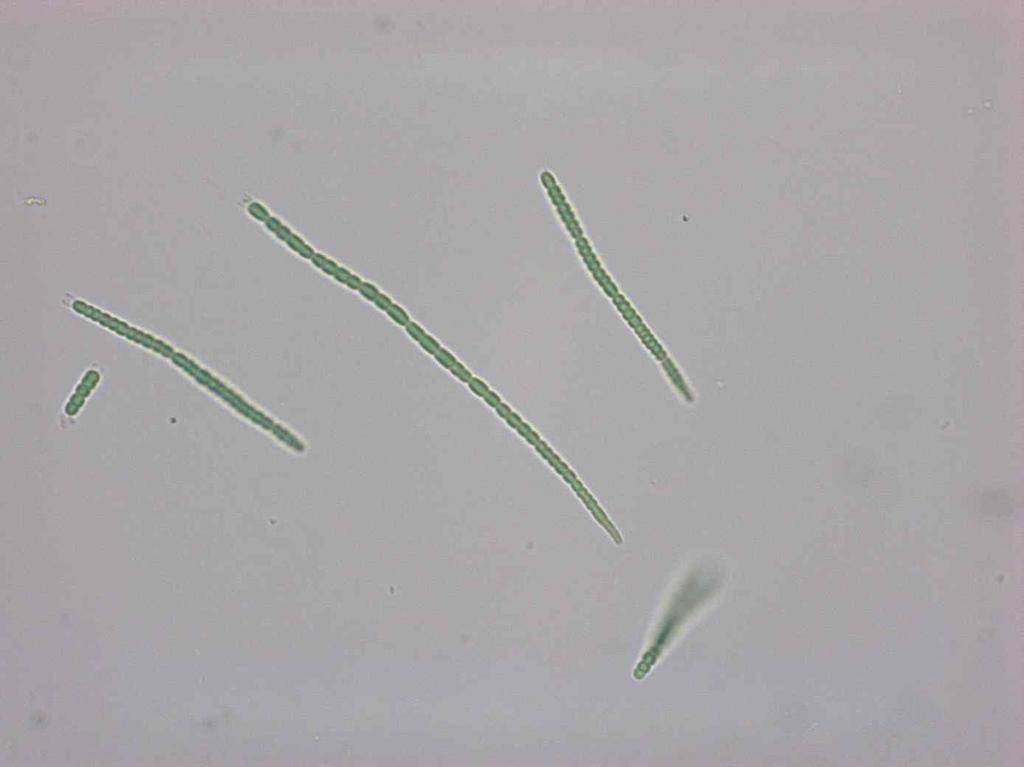 Sheaths mostly diffluent, mucilaginous, rarely distinct, colourless, up to 0.9μm wide (sometimes 2 trichomes in a sheath were observed).