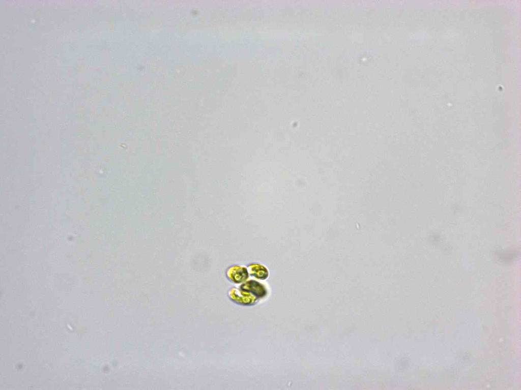 Studies on the chlorococcal algae (Chlorophyceae). I. Biologicke Práce 23: 1-192.