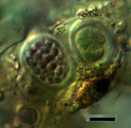 Anagnostidis, 1998. Cyanophyta. 1. Teil Chroococcales. In: Süßwasserflora von Mitteleuropa. Bergründet von A. Pascher. Band 19/1. p. 423, fig. 551 세포는단독성이며, 그룹을형성하며, 때로는대형그룹을형성한다.