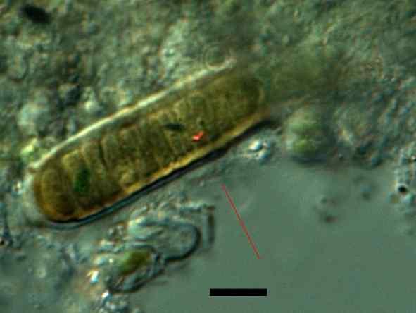 Süβwasserflora von Mitteleuropa. Cyanoprokaryota: 2nd part: Oscillatoriales. Band 19/2. p. 228, fig. 227 조체는사상체이며, 직선상이거나만곡되어있으며, 단독이거나그룹으로뭉쳐있다. 때로는측면으로위분지상으로보인다.