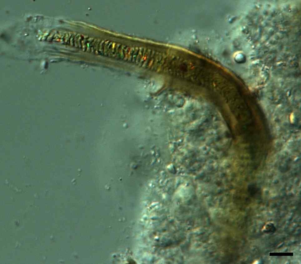 Süβwasserflora von Mitteleuropa. Cyanoprokaryota: 2nd part: Oscillatoriales. Band 19/2. p. 228, fig. 226 조체는사상체이며, 직선상이거나만곡되어있으며, 단독이거나다른조류왛함께뭉쳐있다.