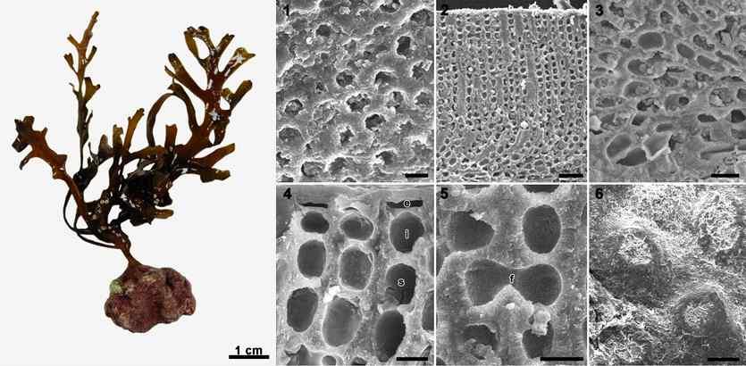 미기록 / 신분류군발굴 미기록분류군 신분류군 일련 번호 해조류 2017 ( 조태오 )-002 학명 Phymatolithon tenue (Rosenvinge) Düwel & wegeberg 1996 국명 - 분 류 Class Florideophyceae Order Hapalidiales Family Hapalidiaceae Subfam. 채집일시 2016.