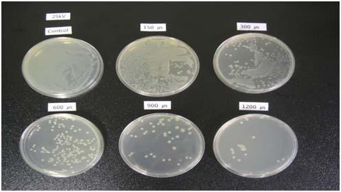 <Figure 21> A photo of glass Petri dishes containing colonies of E. coli O157:H7 generated by the IPL treatment at 25kV treatment 3.