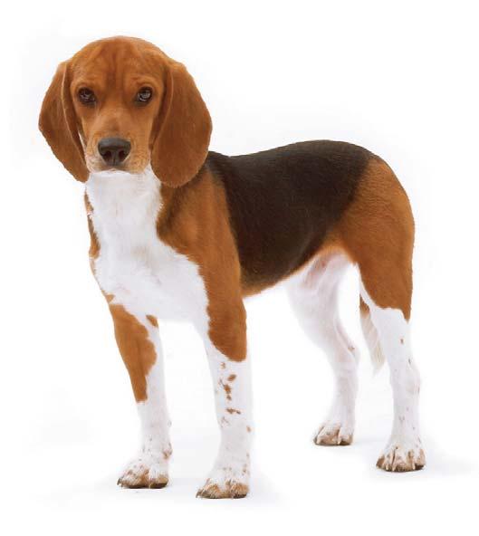 Lab Animal Catalogue 50 BEAGLE COVANCE Beagle Preventive Health Programs BacteriologyParasitologyBlood Chemistry and HematologyExternal Parasite Control Program Prophylactic Program Age 5 week 5 week