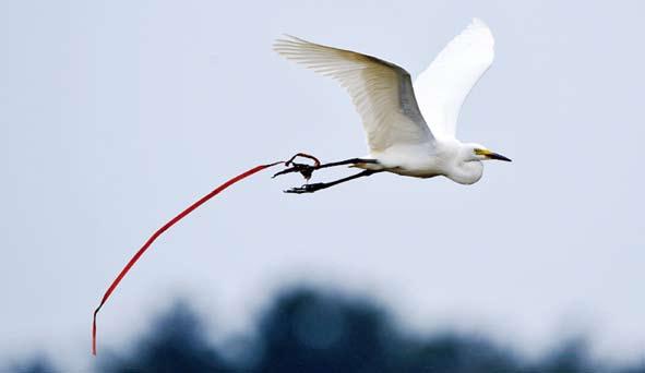 8. 중대백로 -2 8. Great Egret - 2 황새목백로과 Egretta alba (Casmerodius albus) 사건 : 2011년 8월제주에서노끈을다리에감고날아가는것을 ( 사 ) 제주야생동물연구센터강희만씨가사진으로촬영하였다. 해석 : 노끈은연안의얕은물가에서쉽게보이는쓰레기이므로, 물가를좋아하는중대백로의다리에걸리기가쉬울것으로보인다.