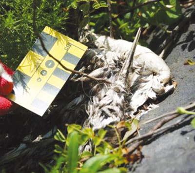 Occurrence: A carcass of a Little Egret with a sport fishing hook entangled on its bill was found on July 29, 2010 in Chagwido Island, Jeju Province, by OSEAN during regular marine debris monitoring.