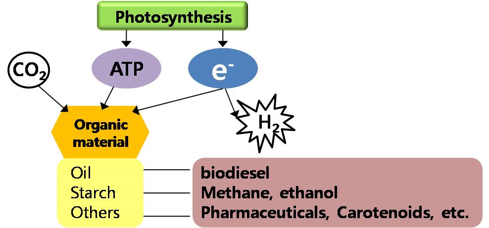 이러한 transesterification 이라는바이오디젤생산방법에서는원료기름인 triglycerides 가 methanol 등의알코올과반응하여바이오디젤로쓰이는 fatty acid methylester 와부산물인 glycerol 이만들어진다.