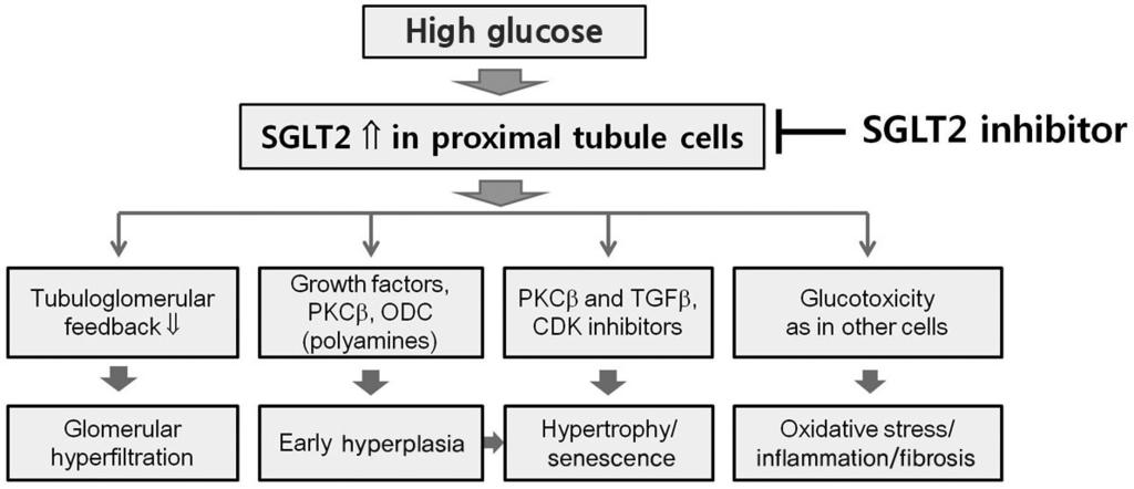 Focussed Issue - SGLT2 inhibitors 152 세포의노화가진행되는데 SIRT1 감소 p21 증가 CDK 활성의감소등의기전이관련이있으며 SGLT2 을억제하면고혈당에의한근위세뇨관세포의노화를억제할수있는것으로나타났다 [5].