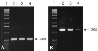 Fig. 26.