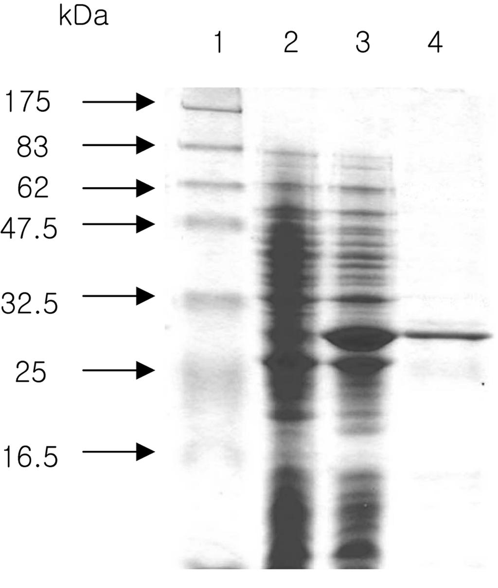 146 Chan-S Park et al. Kr. J. Micrbil Fig. 3. Amin acid sequence cmparisn f chitsanases frm B. amylliquefaciens MJ-1 (BAC_MJ-1), B. subtilis 168 (BAC_SUB), Streptmyces sp. N174 (STR_N174) and B.