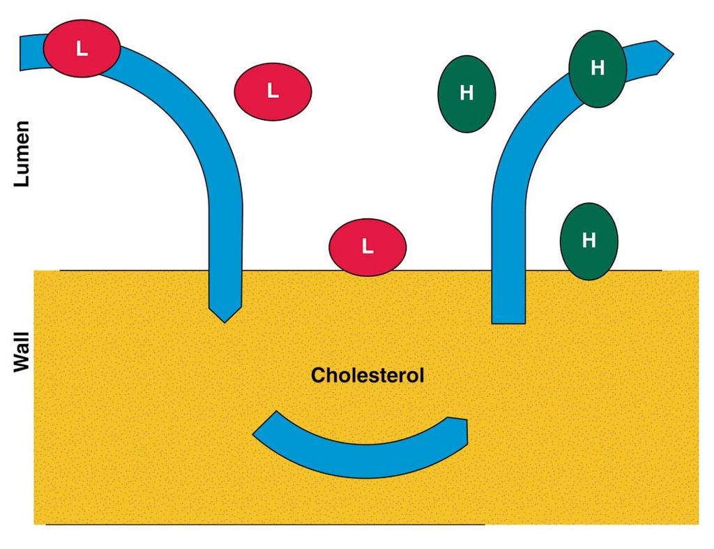 LDL promotes atherosclerosis by transporting cholesterol into arterial