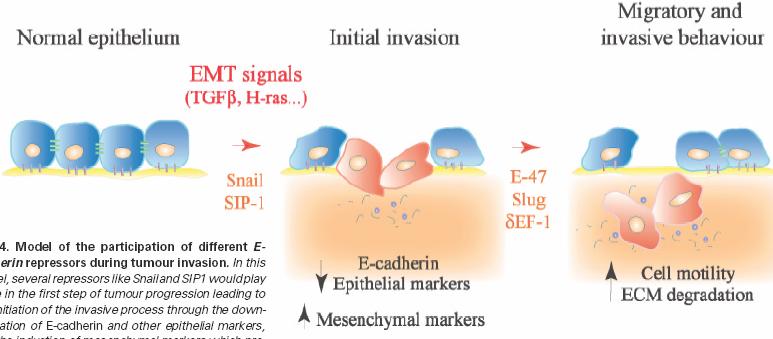 E12/F47 은 mesoderm 을유지하는역할을한다. (Int.J.Dev.Biol, 2004) Snail과 SIP1은암형성과정의처음단계에서관여하여 E-cadherin과다른 epithelial marker를 down-regulation하고 invasion을촉진하는 mesenchymal marker를발현시킨다.
