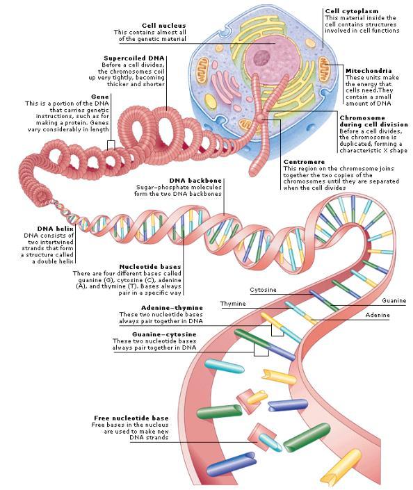 DNA 생물체 > 기관 > 세포 >DNA DNA (Deoxyribonucleic acid)
