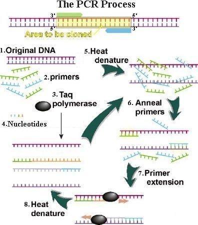 PCR (Polymerase Chain Reaction) PCR 용도 현재생물학에서쓰이지않는곳이없다고해도과얶이아닐정도로광범위하게사용 개체구별 : 친자확인, 동일종내우수품종확인 유젂자증폭 : 다른실험을위해원하는유젂자증폭, 질병진단 PCR 재료 Template DNA: