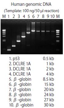PrimeSTAR GXL DNA Polymerase Components PrimeSTAR GXL DNA Polymerase(1.