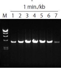 PrimeSTAR Max DNA Polymerase Components PrimeSTAR Max Premix(2X) 625 μl x 4 Mismatch 9/230,129 반응에필요한구성물 (buffer, dntp) 을미리섞어놓은 master mix PrimeSTAR Max Maximum Efficiency: Highest Fidelity Maximum