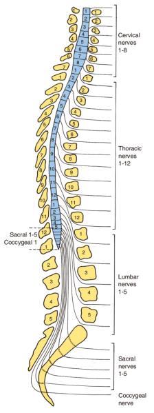 척수 (spinal cord) 원기둥모양, vertebral column 의 spinal canal (vertebral canal) 속에위치 척수의보호 척추뼈와인대, meninges, CSF 범위 위 : foramen magnum 에서숨뇌와연결 아래 : 성인 ; L1 척추뼈의아래모서리소아 ; L3 척추뼈의위모서리 척수팽대 Spinal